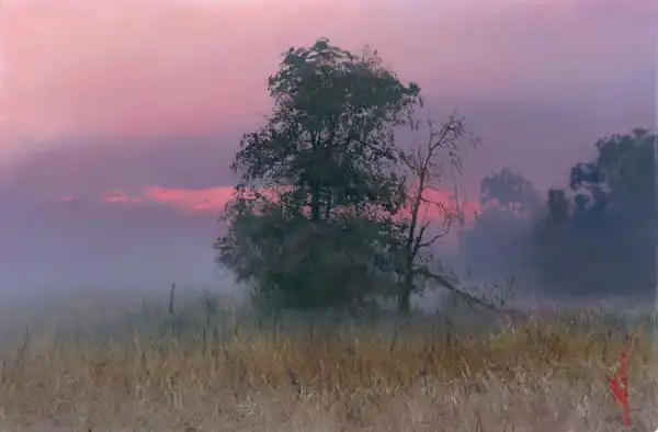 Художник Sorin