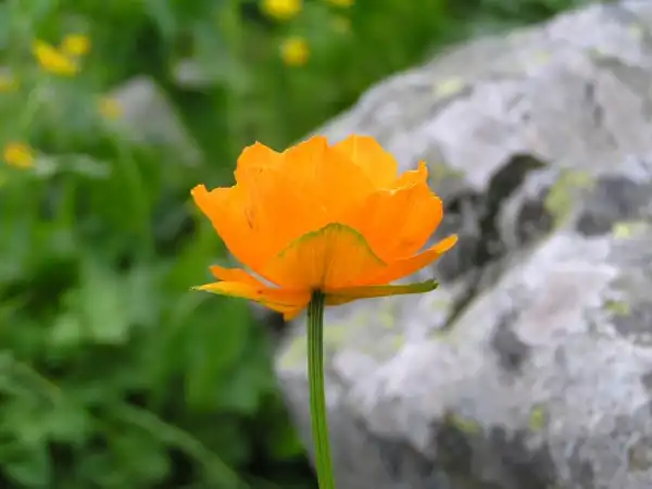 Алтай 2010 [2]