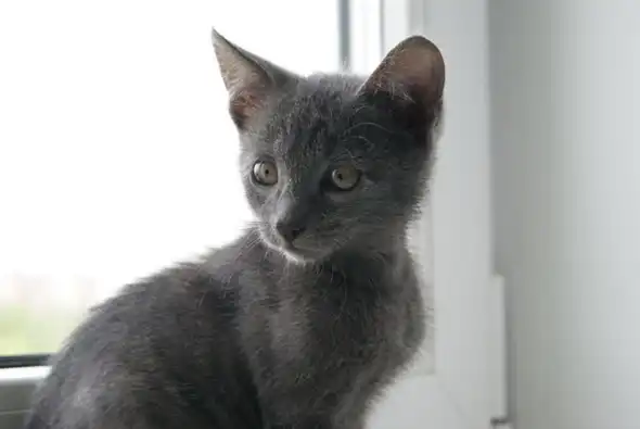 Котятки в самые лучшие ручки! Котятки в самые лучшие ручки!