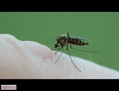 Укус комара Укус комара