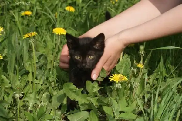 Котятки в самые лучшие ручки!