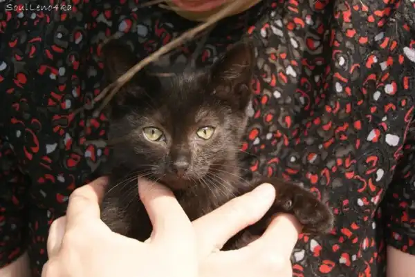 Котятки в самые лучшие ручки!