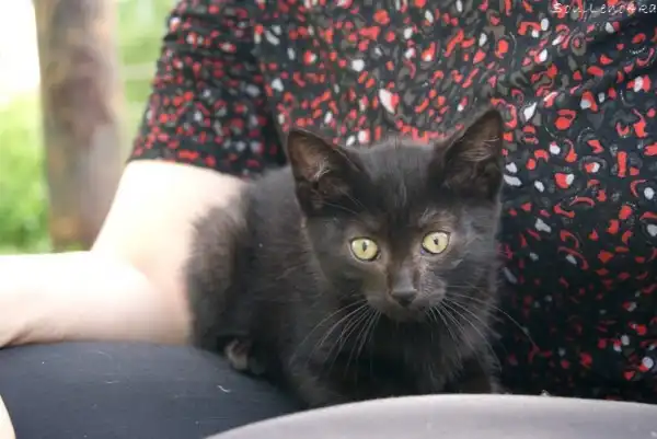 Котятки в самые лучшие ручки!