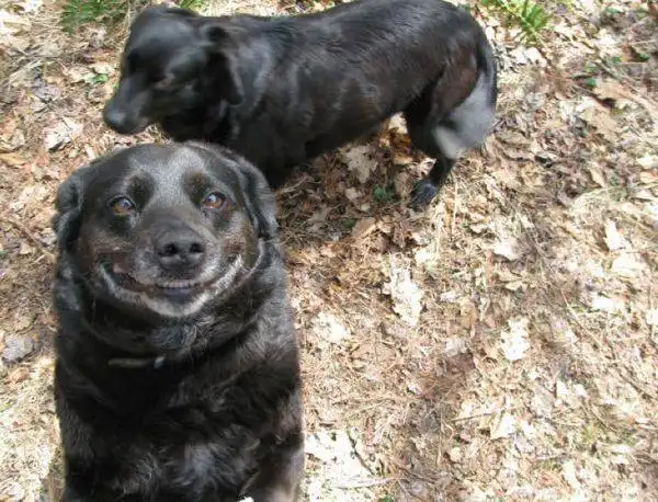 Собаки улыбаются