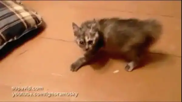 Храбрый котёнок :)