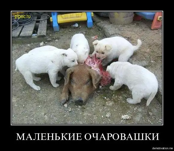 Таких демотиваторов вы еще не видели