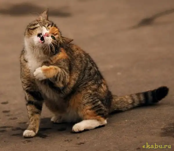 Приключения кота