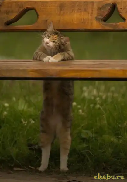 Приключения кота