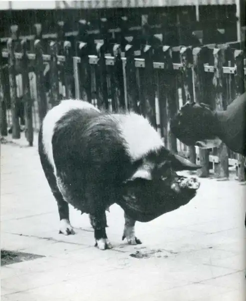 Смешные и не очень... Фотоприколы. Ретро.