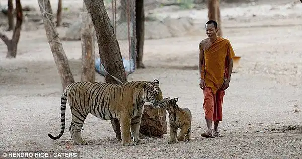 "Храм тигров" и их дружба с монахами