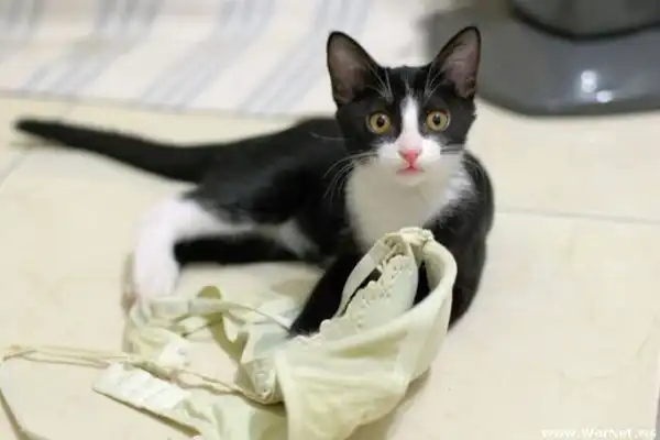 Коты в лифчике