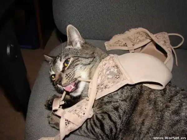 Коты в лифчике