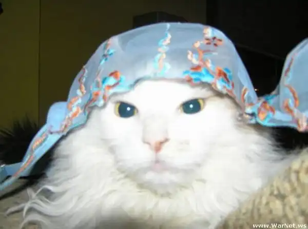 Коты в лифчике