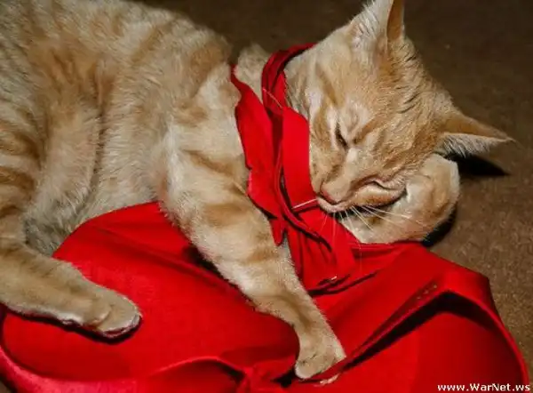 Коты в лифчике