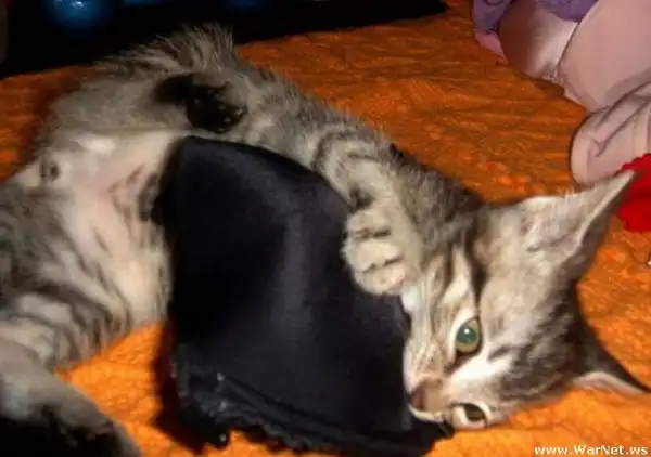 Коты в лифчике