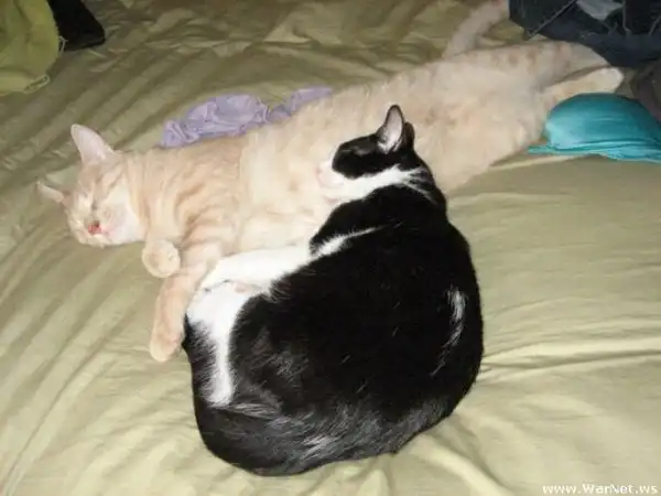 Коты в лифчике
