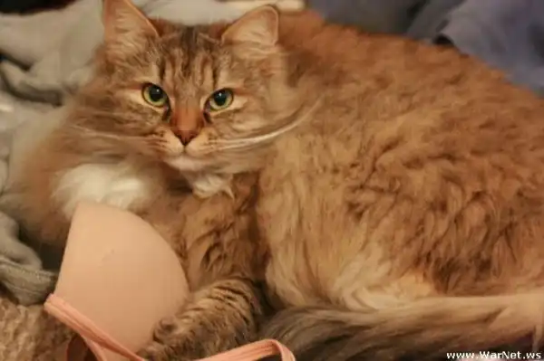 Коты в лифчике