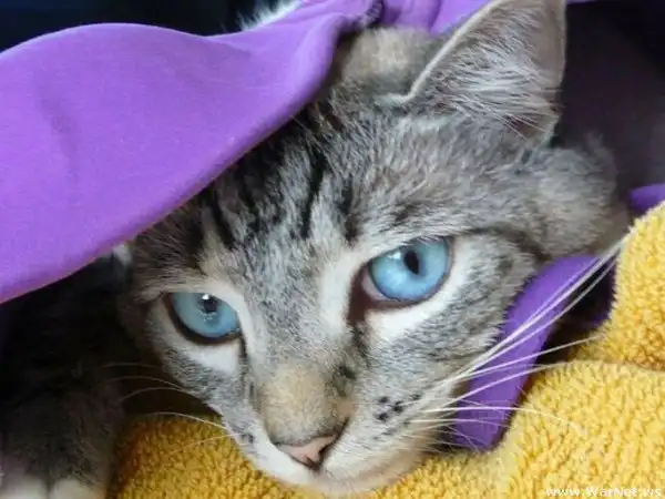 Коты в лифчике
