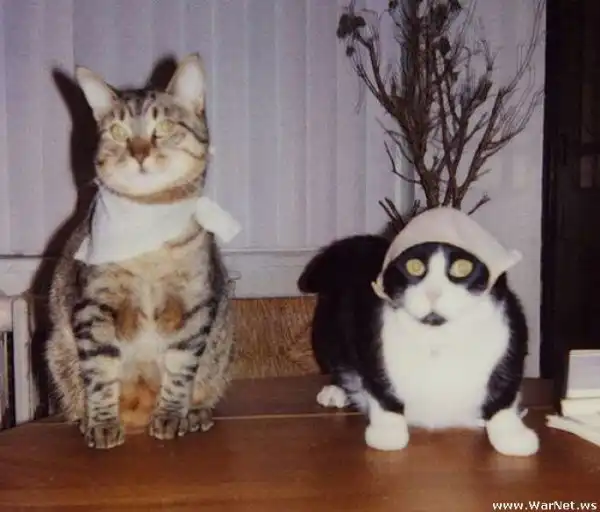 Коты в лифчике