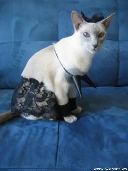 Коты в лифчике