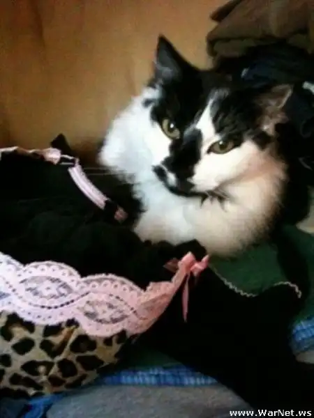 Коты в лифчике