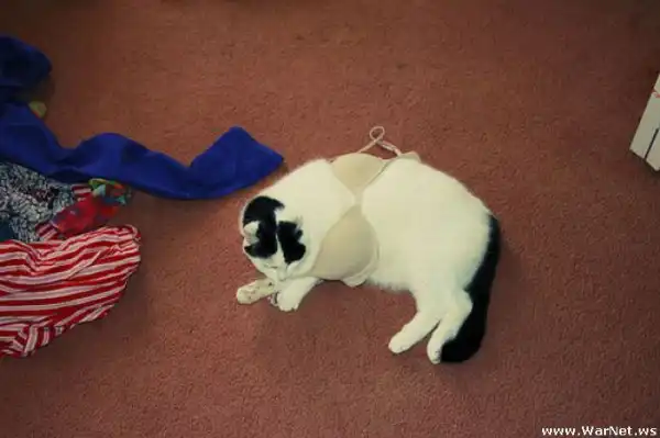 Коты в лифчике