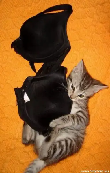 Коты в лифчике