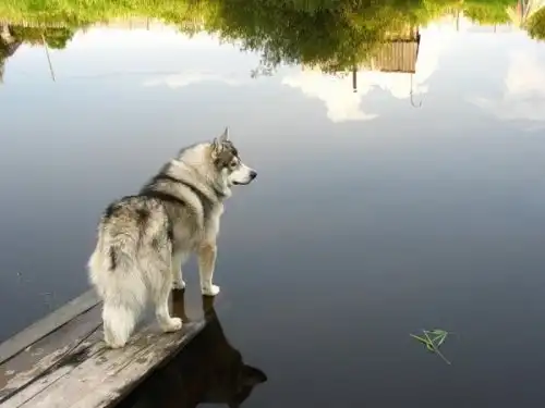 Хаски