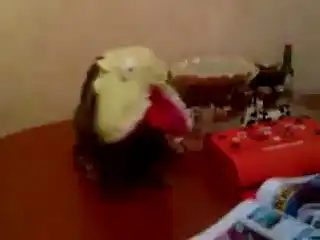 Кот Динозавр Кот Динозавр