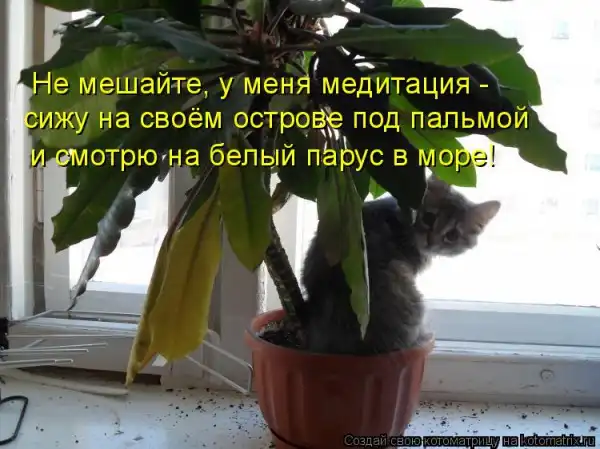 Kotomatrix