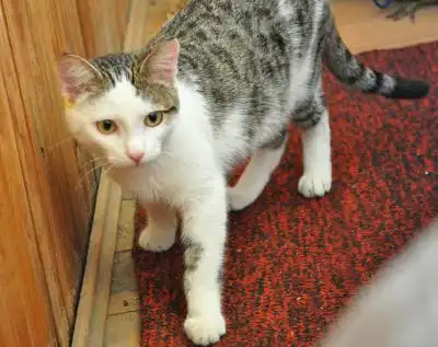 Красавец котик ищет любящую семью! Красавец котик ищет любящую семью!