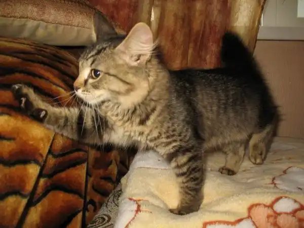 Серо-полосатенький котенок-лапушка