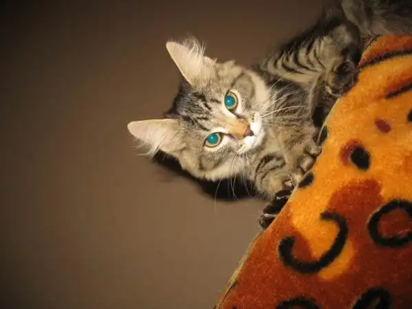Серо-полосатенький котенок-лапушка