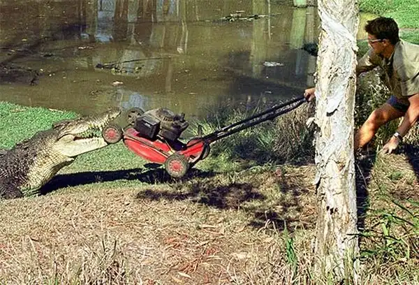 Крокодил и его голод