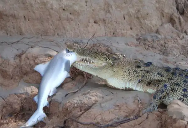 Крокодил и его голод