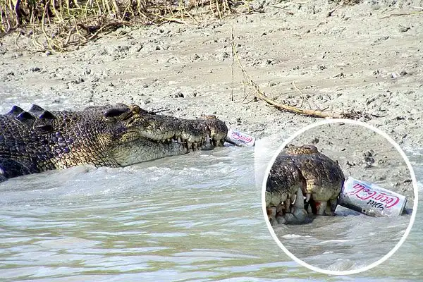 Крокодил и его голод