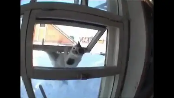 Кот - ниндзя