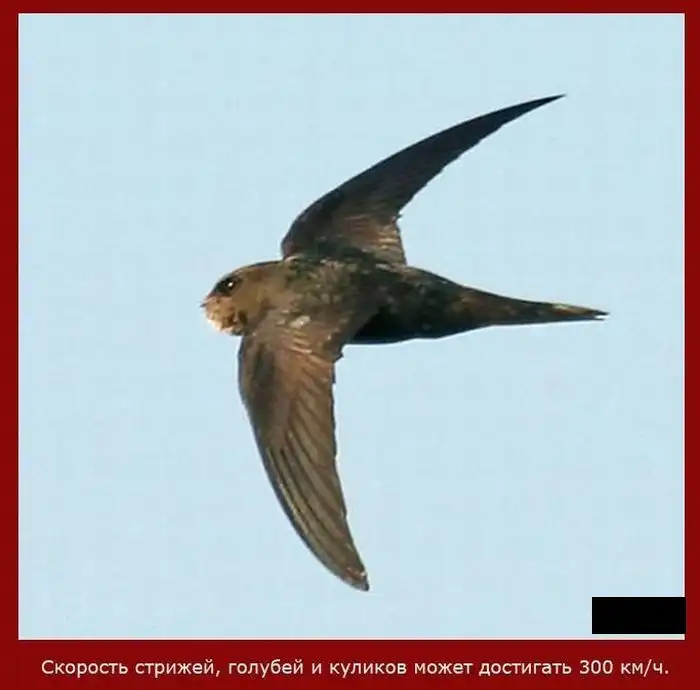 Факты о скорости Факты о скорости