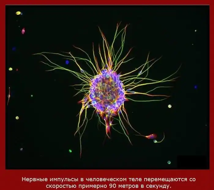 Факты о скорости Факты о скорости