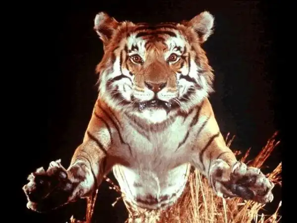 интересное о тиграх