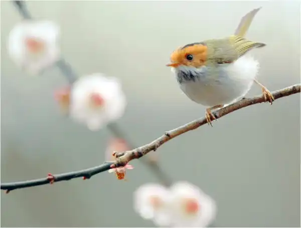Красивейшие фотографии птиц Джона Сунга (John Soong)