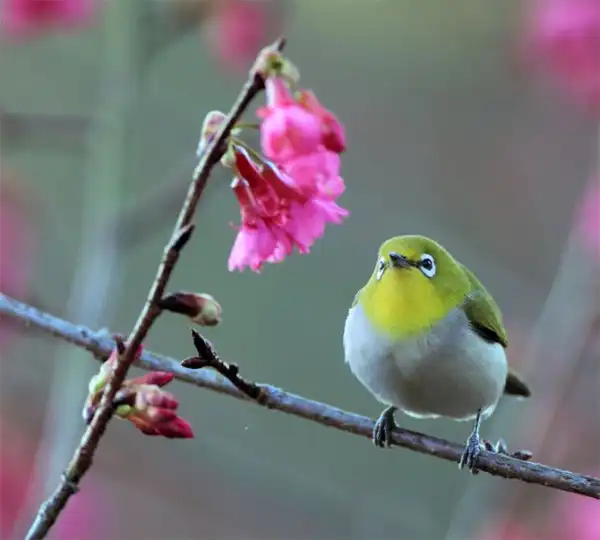 Красивейшие фотографии птиц Джона Сунга (John Soong)