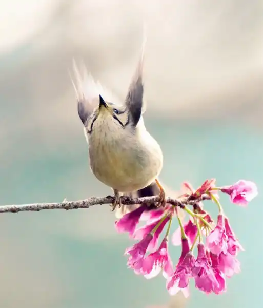 Красивейшие фотографии птиц Джона Сунга (John Soong)