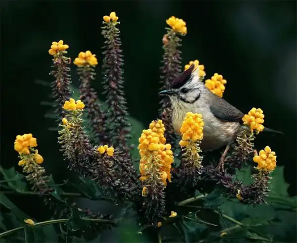 Красивейшие фотографии птиц Джона Сунга (John Soong)