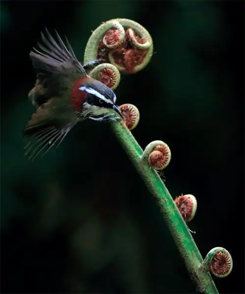 Красивейшие фотографии птиц Джона Сунга (John Soong)