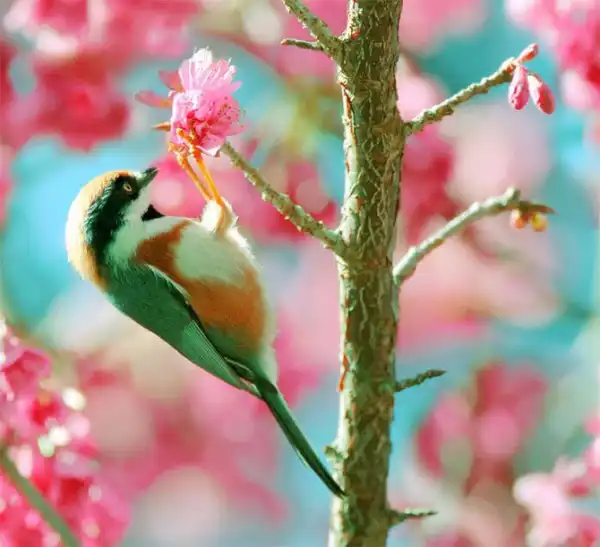 Красивейшие фотографии птиц Джона Сунга (John Soong)