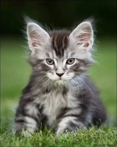 Необычная порода кошачьих - котята Мейнкунов