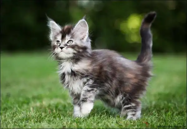 Необычная порода кошачьих - котята Мейнкунов