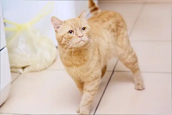 Рыжий Персен. Двойник котика из "Шрека"(3г)