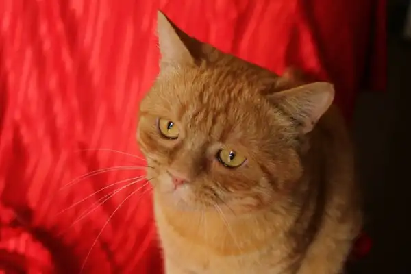 Рыжий Персен. Двойник котика из "Шрека"(3г)